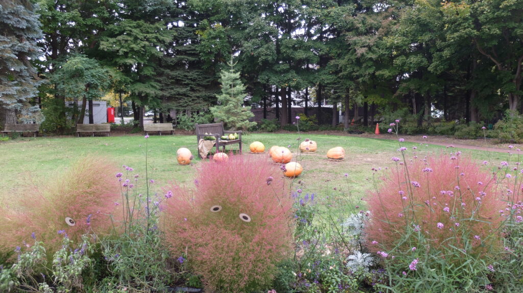 2025年さっぽろまちづくりガーデニング講座課外活動メンテナンス（百合が原公園④）－メンテナンス活動前の様子