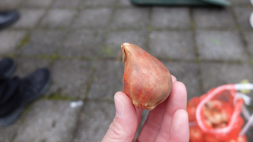 2025年さっぽろまちづくりガーデニング講座第16回目－チューリップの球根