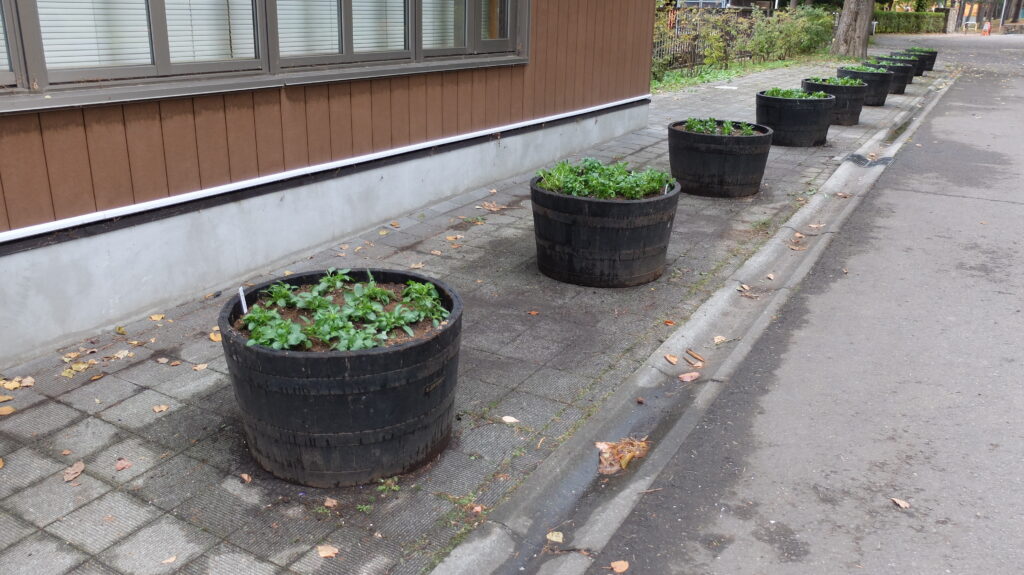 2025年さっぽろまちづくりガーデニング講座第16回目－完成したコンテナガーデン