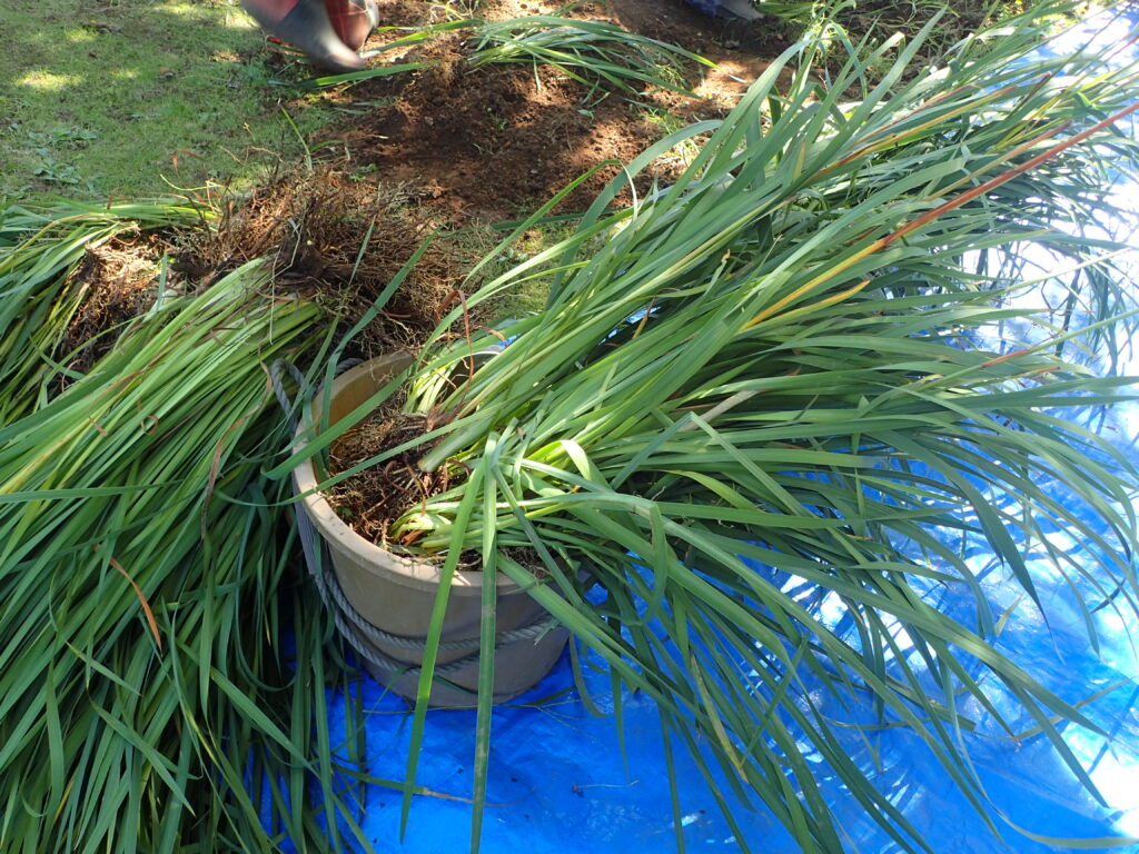 2025年さっぽろまちづくりガーデニング講座第14回目－実習風景