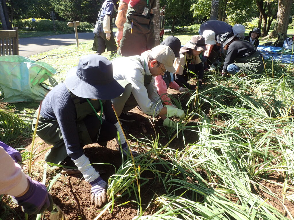 2025年さっぽろまちづくりガーデニング講座第14回目－実習風景