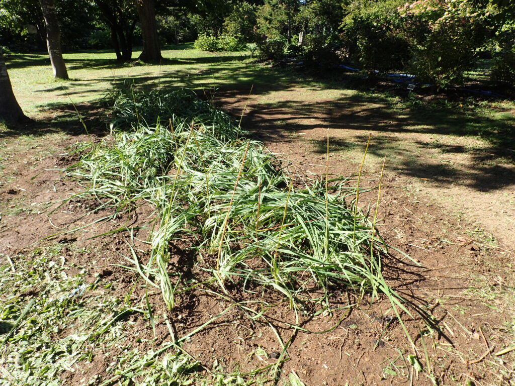 2025年さっぽろまちづくりガーデニング講座第14回目－株分け後のシベリアアヤメの様子