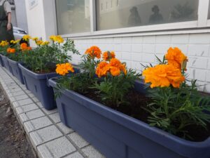 フラワーポットのようす