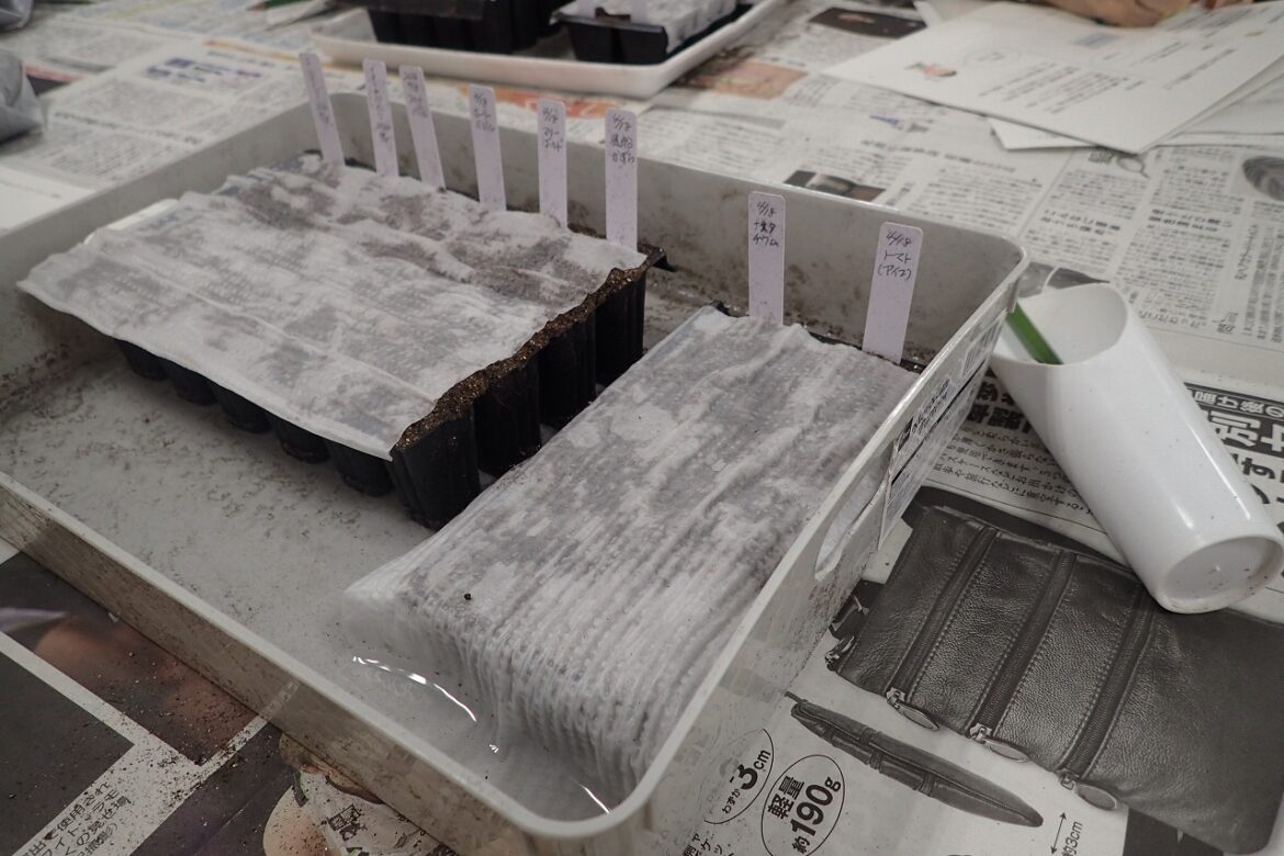 種まきを終えた後、底面給水させているセルトレイ