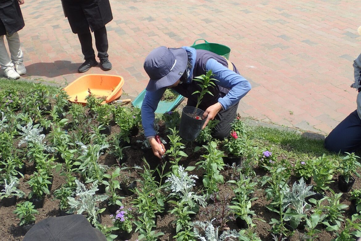 周りに花苗が配置された花壇の中に百合を植えこむ講師