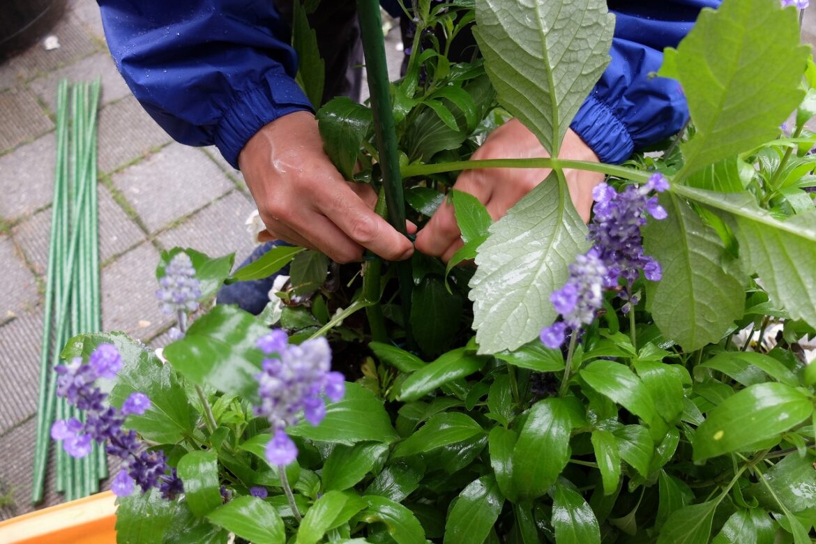 ダリアの茎を支柱に結束する講師の手元