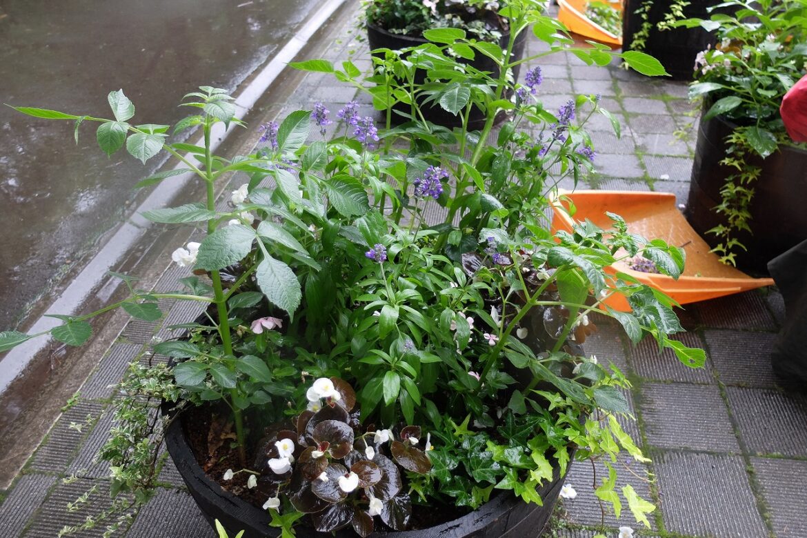 大型コンテナ内、大きく育った花苗と枝の乱れたダリア