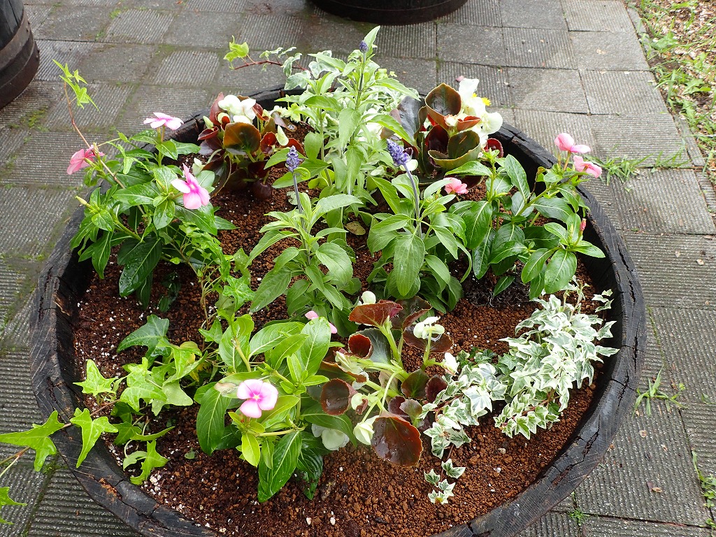 先月6月13日にコンテナに植えたばかりの花苗