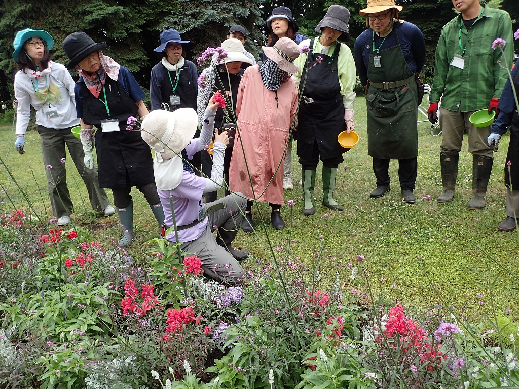 受講者にハサミとピンク色のキンギョソウの花柄を持って、花がら摘みの説明をする講師