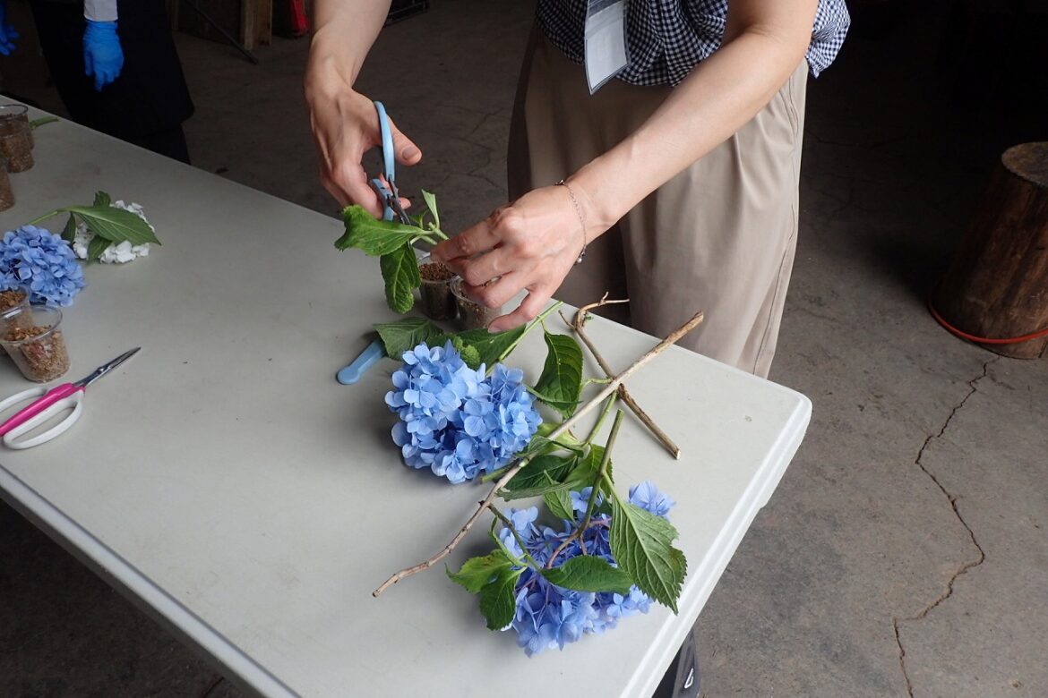 テーブルの上に置かれた花付きのアジサイの枝と、挿し穂の葉をハサミで切る手元