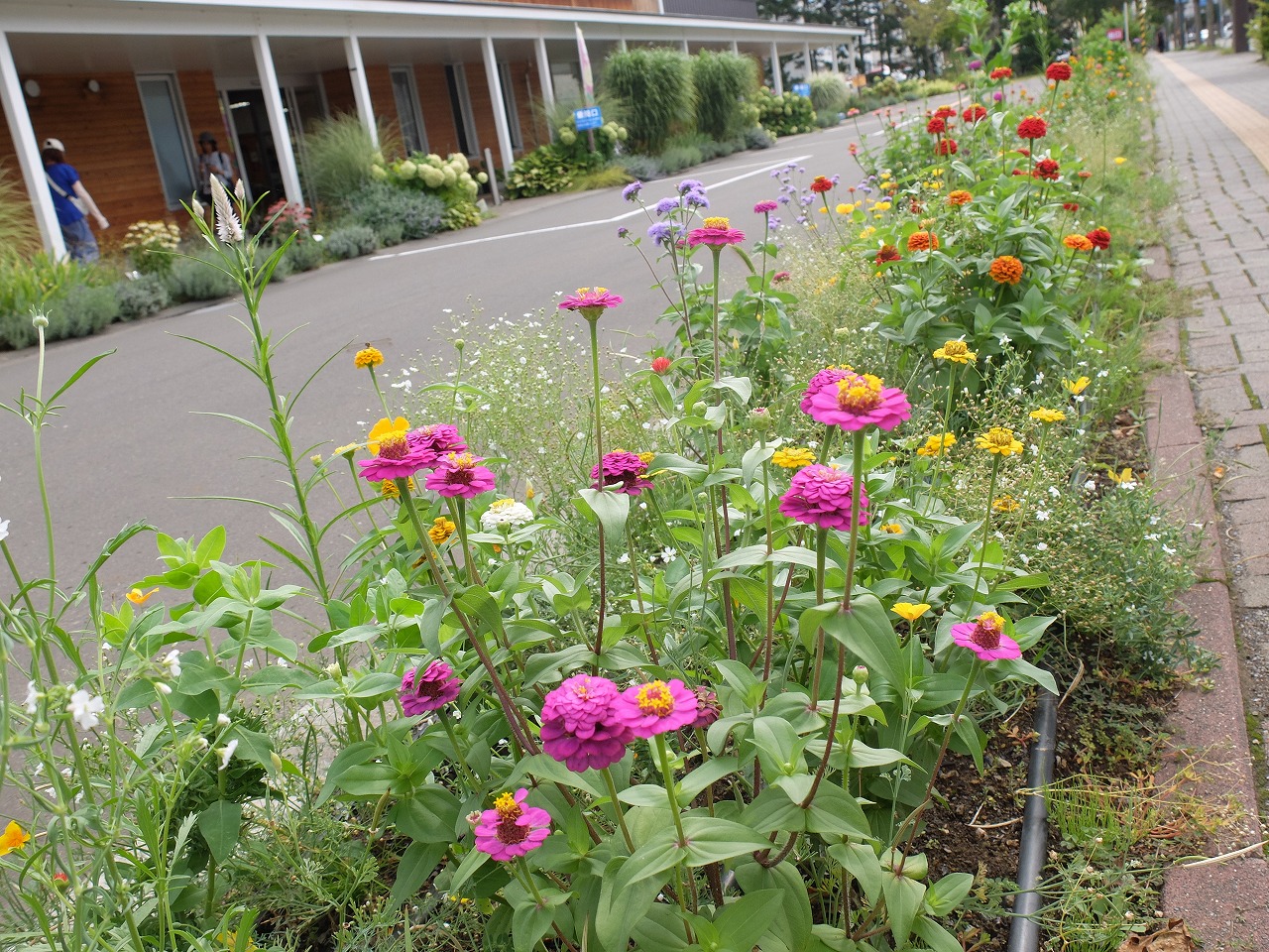 色とりどりの一年草の花が咲いている水泥のセンター前の花壇