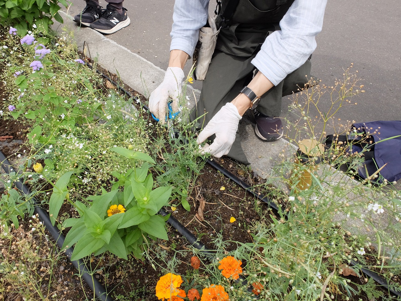 カスミソウの花がら摘みをする講師の手元