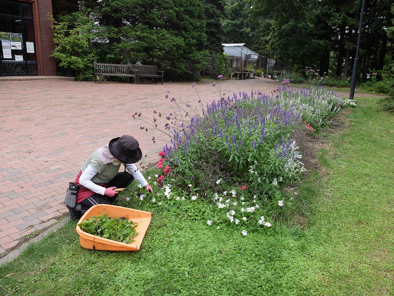 ねじり鎌を使って花壇の除草をする様子