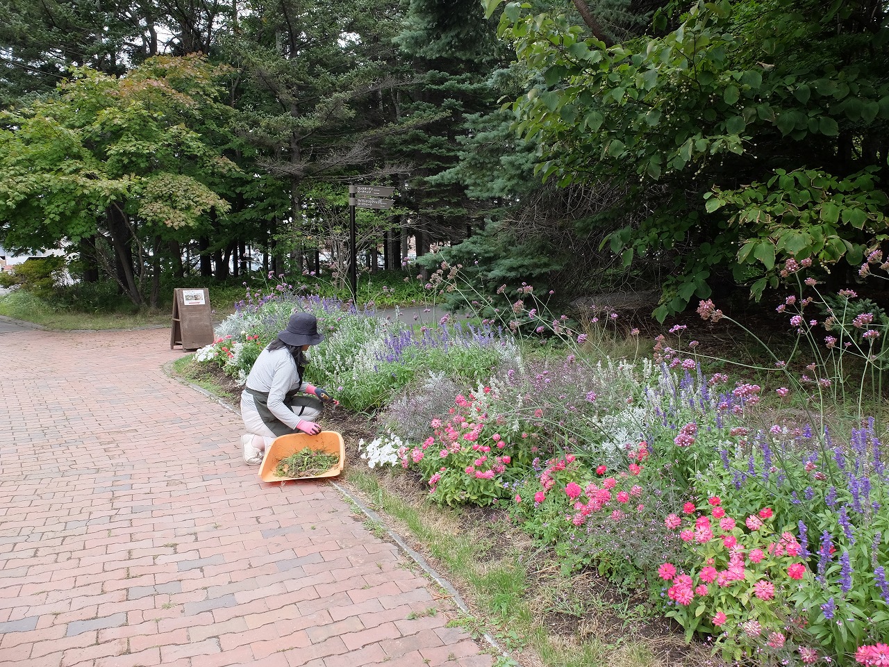 足元に箕を置いて、花壇のブルーサルビアの花がらを摘む様子