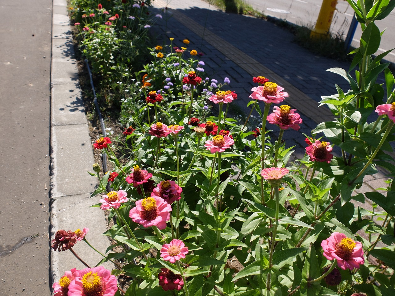 日光の日差しを浴びて元気よくイキイキと咲く花壇の花