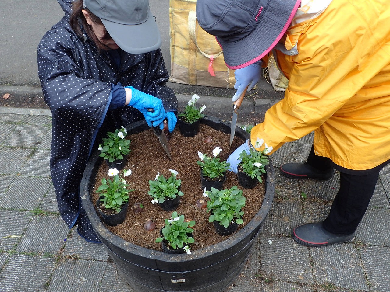 一つのコンテナを二人でビオラとチューリップの球根を植える様子
