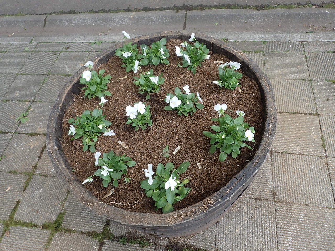 白いビオラが12株植えてあるコンテナ
