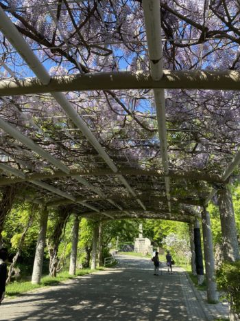 応募作品一覧 札幌市都市緑化基金