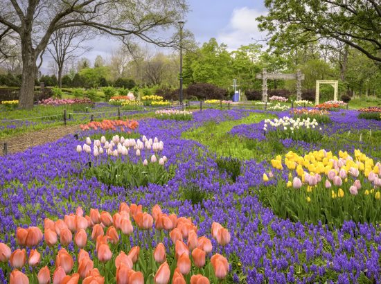002_色鮮やかなムスカリの道_百合が原公園