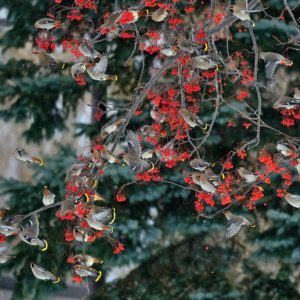 ナナカマドをついばむキレンジャク