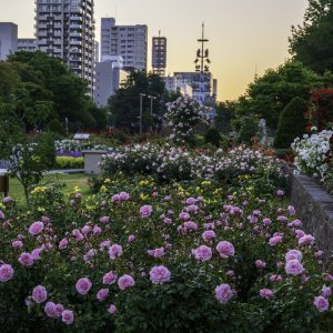 007_早朝の光に輝くサンクガーデン/大通公園