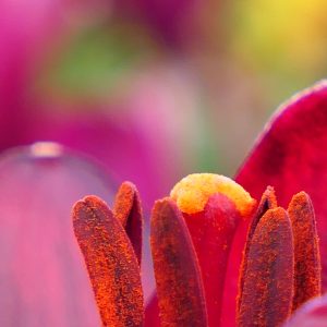 011_ユリ/百合が原公園