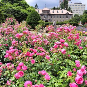 034_ローズガーデン/大通公園