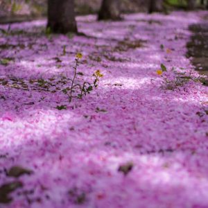 038_散ってなお美しく_西野緑道