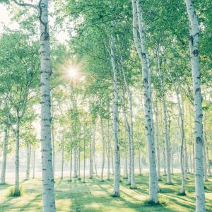 053_朝の林/前田森林公園