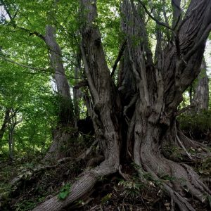 053_風雪のあと/円山公園