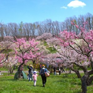 057_大好きなピンクの世界へ/平岡公園