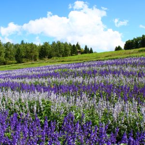 095_北の地の夏/滝野すずらん丘陵公園