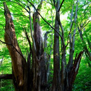 095_巨樹１/円山公園