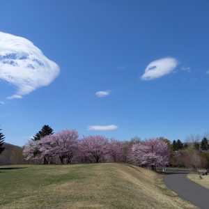 099_桜と空からの笑顔/真駒内公園