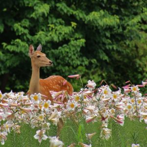 102_まさかの珍客/百合が原公園