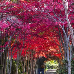 118_みんなに伝えたい紅葉/平岡樹芸センター