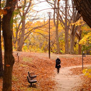 124_晩秋の道/月寒公園