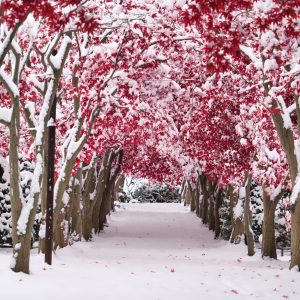 139_冬紅葉/平岡樹芸センター