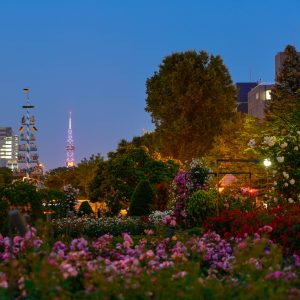 149_大通公園の夜バラ/大通公園