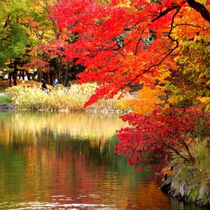 151_紅葉を見に、仲良し散歩/中島公園