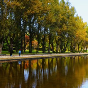 153_ポプラ並木/前田森林公園