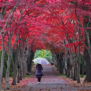 154_紅葉雨を歩く_平岡樹芸センター