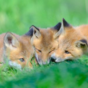 176_仲良し！/茨戸川緑地