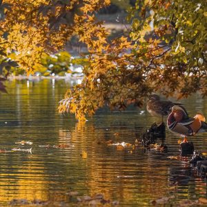 189_紅葉狩りの夫婦/赤れんが庁舎前庭