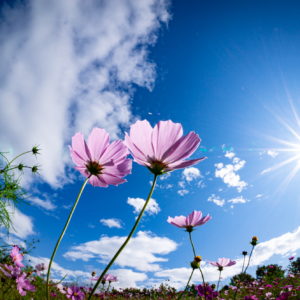 コスモスが見る世界