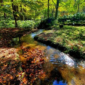 214_生命の道_札幌ふれあいの森_2025-10-14