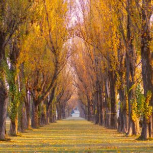 224_ポプラ並木/前田森林公園