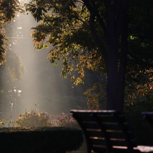 253_光の公園/百合が原公園