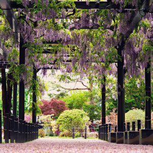 258_藤の世界/天神山緑地