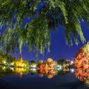 264_SAPPORO AUTUMN ILLMINATIONS_中島公園